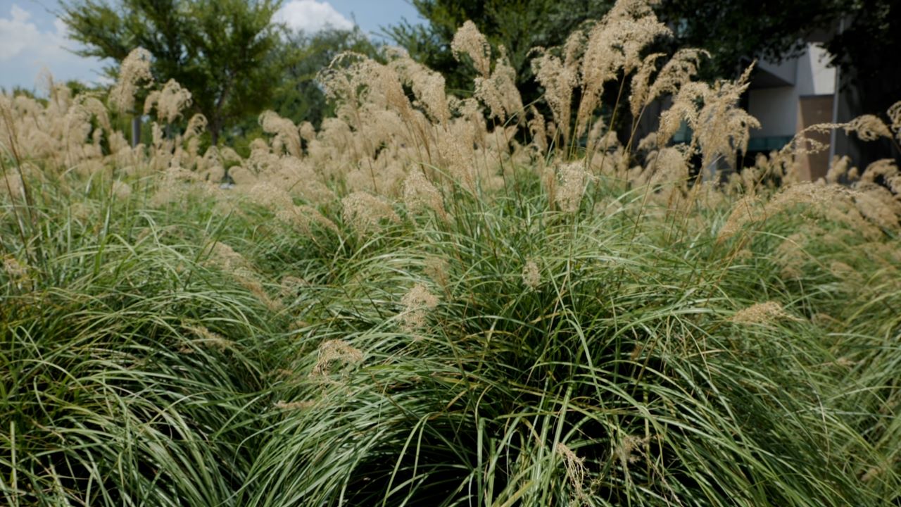 Get It Growing: Silver grass is a graceful-looking plant that can provide privacy